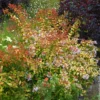 Großblütige Abelie Caramel Charm - Blüten den ganzen Sommer