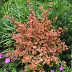 Großblütige Abelie Caramel Charm - Blüten den ganzen Sommer