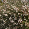 Großblütige Abelie Pisto - Blüten von Mai bis Oktober