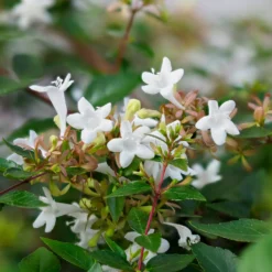 Großblütige Abelie Pisto - Blüten von Mai bis Oktober