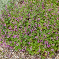 Großblütige Bergminze - Duftend, bienenfreundlich, robust