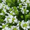Großblütige Braunelle 'Loveliness' - Weißer Blütenteppich im Nu