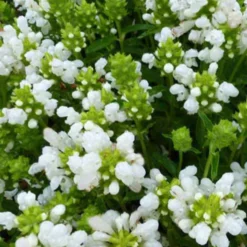 Großblütige Braunelle 'Loveliness' - Weißer Blütenteppich im Nu
