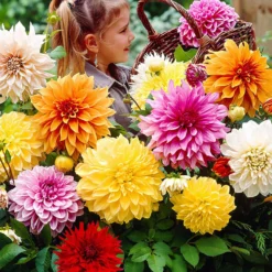 Großblütige Dahlie Mischung 'Mammoth' (x5) - Riesenblüten für Ihren Garten