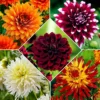 Großblütige Dahlien Mischung 'The Kiss' (x5) - Riesenblüten fürs Bouquet