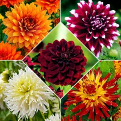 Großblütige Dahlien Mischung 'The Kiss' (x5) - Riesenblüten fürs Bouquet