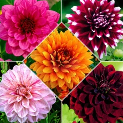 Großblütige Dahlien Mischung (x5) - Riesige Blüten den ganzen Sommer
