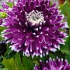 Großblütige Dahlie 'Vancouver' (x3) - Blüten wie gemalt