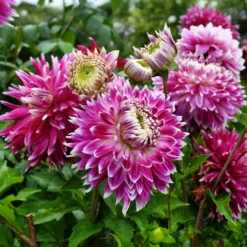 Großblütige Dahlie 'Vancouver' (x3) - Blüten wie gemalt