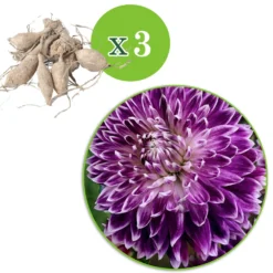 Großblütige Dahlie 'Vancouver' (x3) - Blüten wie gemalt