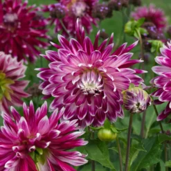 Großblütige Dahlie 'Vancouver' (x3) - Blüten wie gemalt