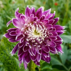 Großblütige Dahlie 'Vancouver' (x3) - Blüten wie gemalt