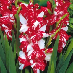 Großblütige Gladiole 'Zizanie' (x25) - Feuerrote Blüten im Sommer