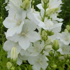 Großblütige Glockenblume ‘Alba’ - Weiße Blütenpracht ganz einfach
