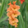 Großblütige Hybrid-Gladiolen Cornelli (x15) - Leuchtend orange im Beet