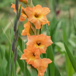 Großblütige Hybrid-Gladiolen Cornelli (x15) - Leuchtend orange im Beet