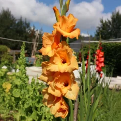 Großblütige Hybrid-Gladiolen Cornelli (x15) - Leuchtend orange im Beet