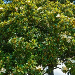 Großblütige Magnolie Alta - Immergrün und riesige Blüten