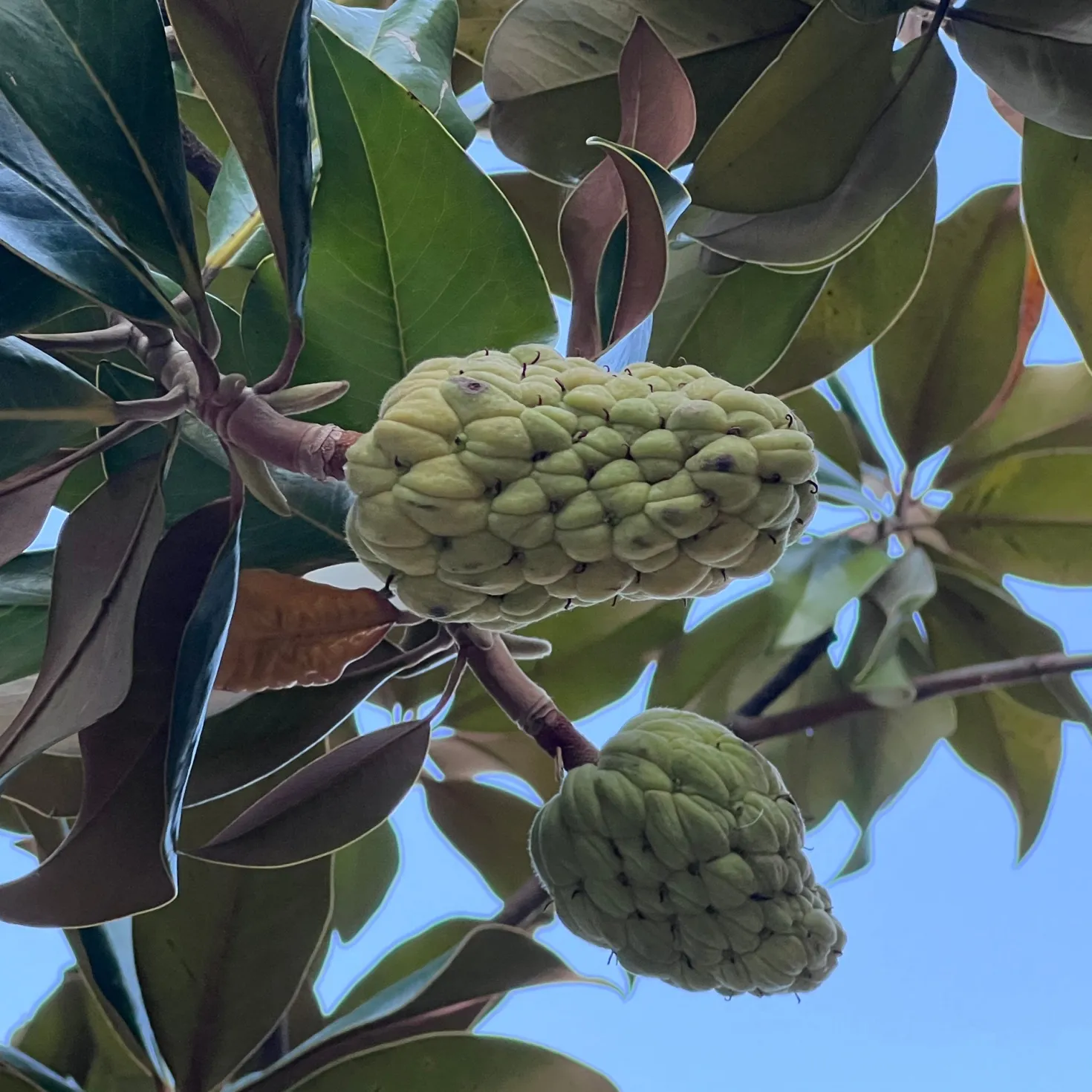 Großblütige Magnolie - Immergrün und riesige Blüten