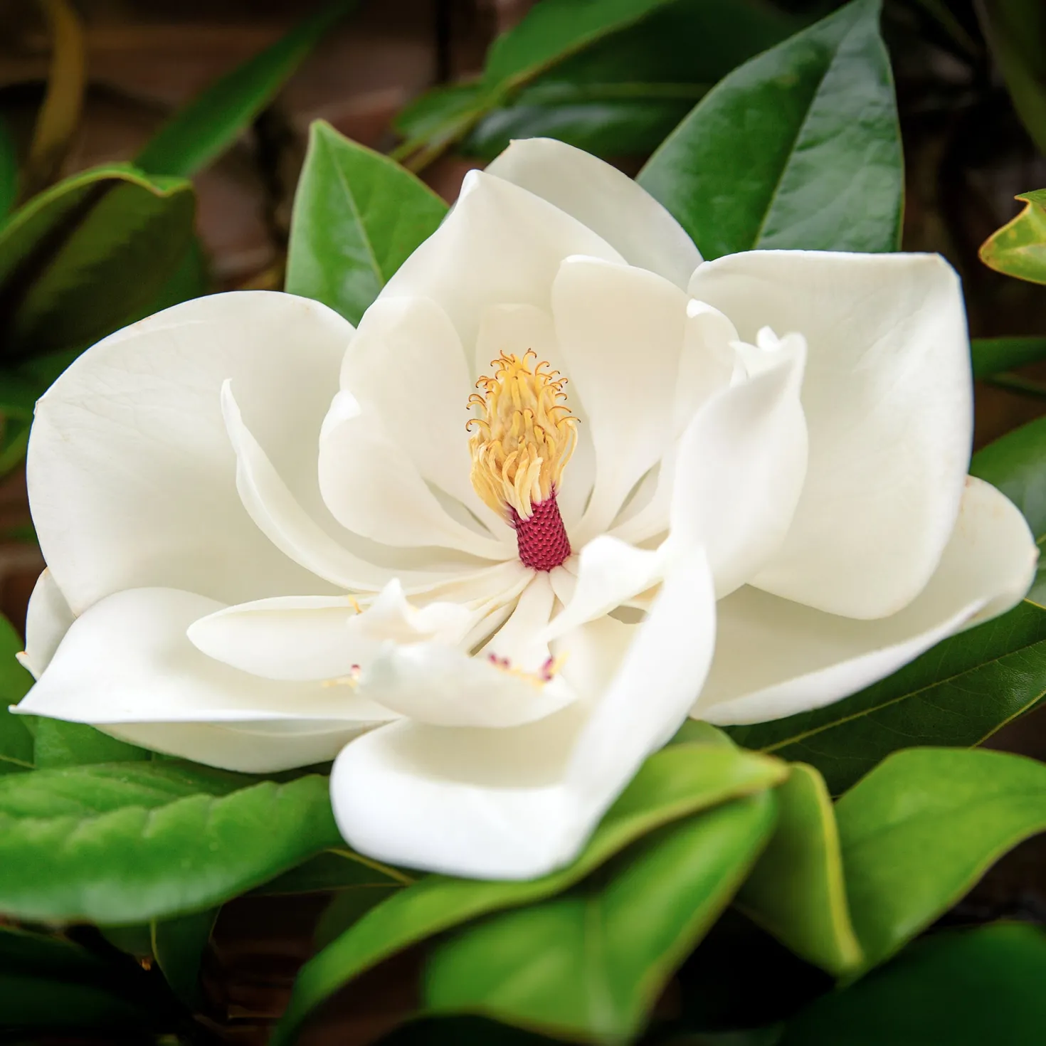Großblütige Magnolie - Immergrün und riesige Blüten