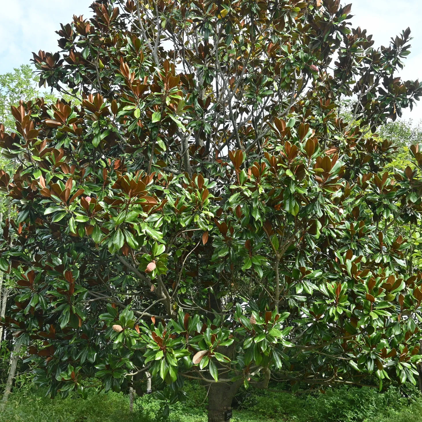 Großblütige Magnolie - Immergrün und riesige Blüten