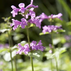 Großblütiger Ziest Superba - Violette Blüten den ganzen Sommer