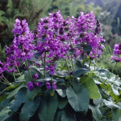 Großblütiger Ziest Superba - Violette Blüten den ganzen Sommer