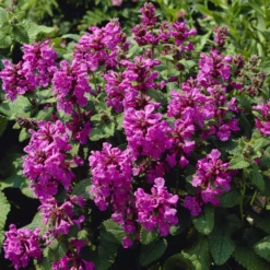 Großblütiger Ziest Superba - Violette Blüten den ganzen Sommer