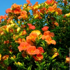 Großblütige Trompetenblume - Exotik an Ihrer Wand