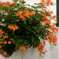Großblütige Trompetenblume - Exotik an Ihrer Wand