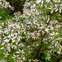 Großblättrige Aster 'Albus' - Weißes Blütenmeer im Herbst
