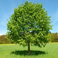 Großblättrige Linde - Schatten in Rekordzeit
