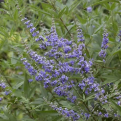 Großblättriger Mönchspfeffer - Sommerblau für Bienen