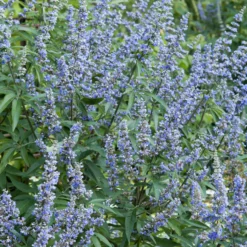 Großblättriger Mönchspfeffer - Sommerblau für Bienen