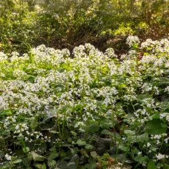 Großblättrige Schaumkraut - Weißes Blütenmeer im Schatten
