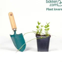 Großblättriges Immergrün Variegata - Grün-weißer Teppich im Schatten