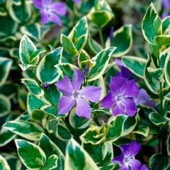 Großblättriges Immergrün Variegata - Grün-weißer Teppich im Schatten