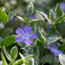 Großblättriges Immergrün Variegata - Grün-weißer Teppich im Schatten