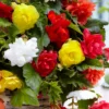 Großblumige, hängende Begonien Mischung (x20) - Blütenkaskade den ganzen Sommer