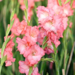 Großblumige Hybrid-Gladiolen Adrenalin (x15) - Leuchtend rosa Blütenpracht