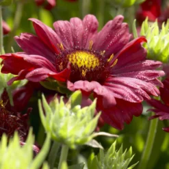 Großblumige Kokardenblume 'Burgunder' - Sechs Monate lang rot