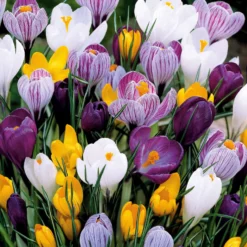 Großblumige Krokusse Mischung - Erste Farben nach dem Winter
