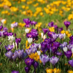 Großblumige Krokusse Mischung - Erste Farben nach dem Winter