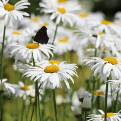Großblumige Margerite 'Alaska' - Weiße Blüten den ganzen Sommer