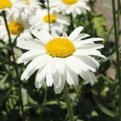 Großblumige Margerite 'Alaska' - Weiße Blüten den ganzen Sommer