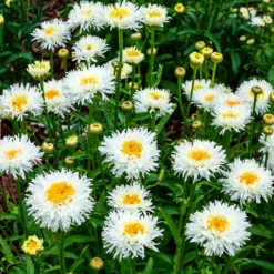 Großblumige Margerite Coconut - Weiße Blüten den ganzen Sommer