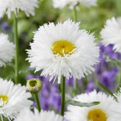 Großblumige Margerite Laspider - Riesenblüten den ganzen Sommer