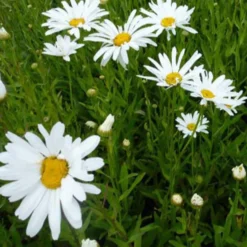 Großblumige Margerite 'Polaris' - Riesige weiße Blüten