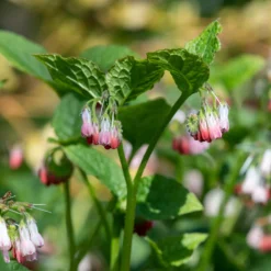 Großblumiger Beinwell Hidcote Pink - Grün, wo nichts wächst