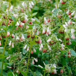 Großblumiger Beinwell Hidcote Pink - Grün, wo nichts wächst